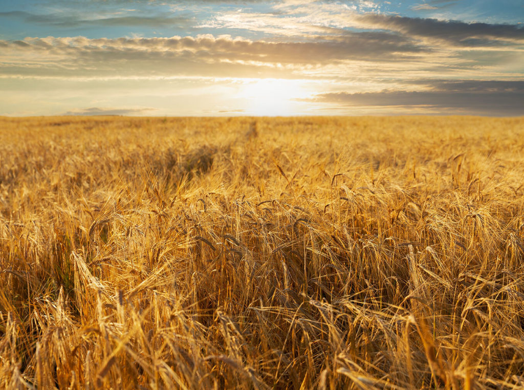 Harvest